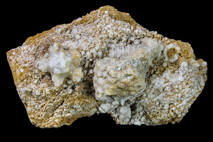 Fossil Crinoid (Uperocrinus & Actinocrinus) Plate - Missouri #156775
